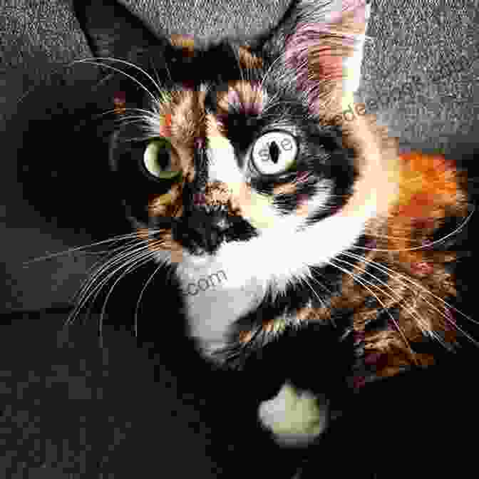 A Beautiful Calico Cat With Piercing Green Eyes And A Playful Expression The Big Adventures Of Miss Kitty