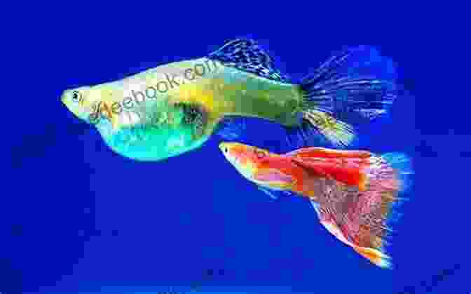 A Breeding Pair Of Guppies Super Simple Guide To Breeding Freshwater Fishes (Super Simple Guide To )