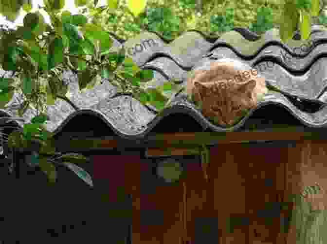 A Cat Relaxing On A Hot Tiled Roof Cat On A Hot Tiled Roof (Anna Nicholas Mallorca Travel 2)