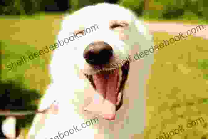 A Dog Laughing The Dog Next Door: And Other Stories Of The Dogs We Love