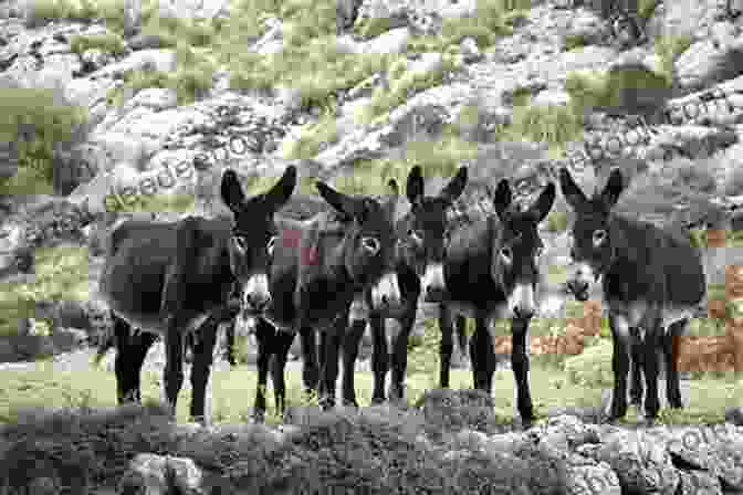 A Group Of Donkeys Standing In A Field In Mallorca, With Their Heads Turned Towards The Camera And Their Ears Perked Up Donkeys On My Doorstep (Anna Nicholas Mallorca Travel 4)