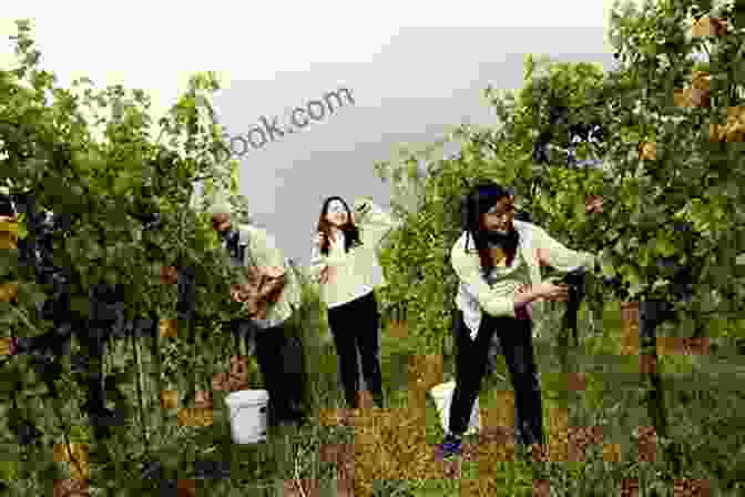 A Group Of People Harvesting Grapes In A Vineyard, Their Faces Illuminated By The Golden Sunlight. Old Calabria: Travels Through Historic Rural Italy At The Turn Of The 20th Century (Illustrated)