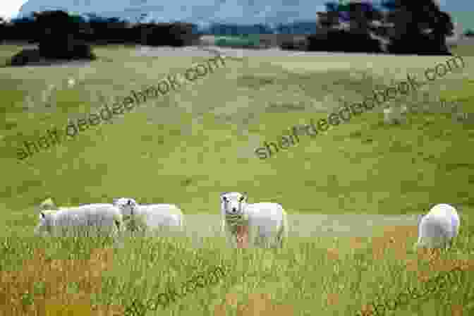 A Photograph Of Rosanne Parry Standing In A Field With Sheep Grazing In The Background Heart Of A Shepherd Rosanne Parry