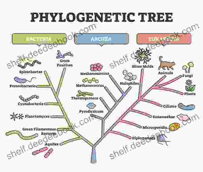 A Phylogenetic Tree Of The Major Groups Of Living Organisms Shortest Connectivity: An With Applications In Phylogeny (Combinatorial Optimization 17)