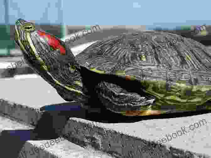 A Red Eared Slider Turtle Basking On A Rock. Red Eared Slider Turtle : Red Eared Slider Turtle Care Behavior Diet Interacting Costs And Health Care