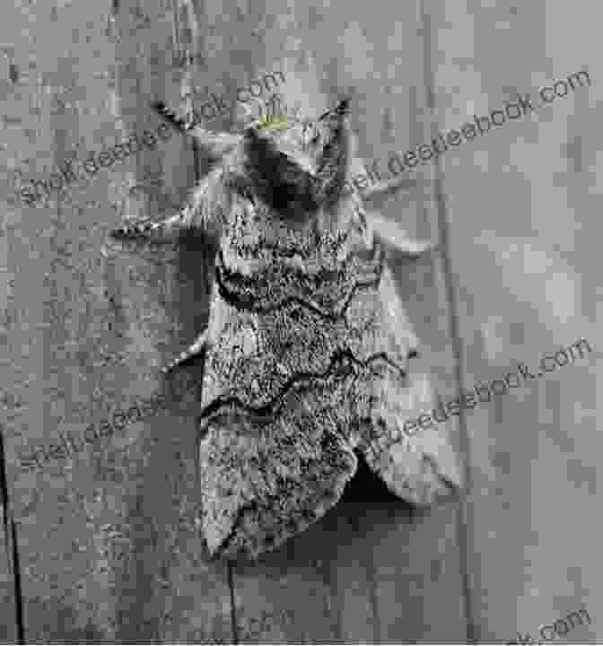 A Striking Lunar Horned Moth Against A Backdrop Of Lush Greenery. Its Intricate Patterns And Pale Green Coloration Make It A True Standout Amidst The Night's Wonders. Much Ado About Mothing: A Year Intoxicated By Britain S Rare And Remarkable Moths