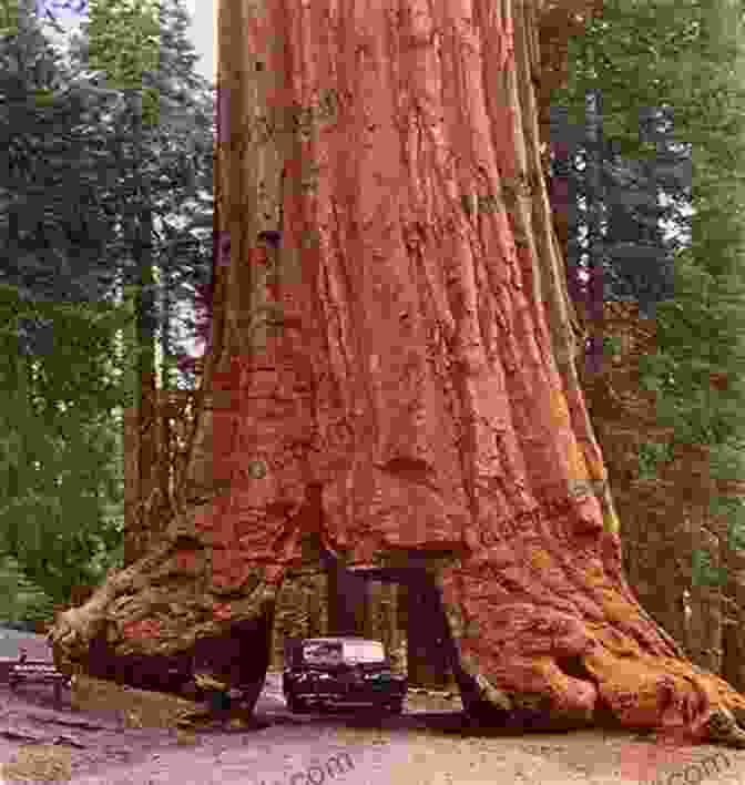 A Towering Giant Sequoia Tree In A Redwood Forest Scholastic Of World Records 2024