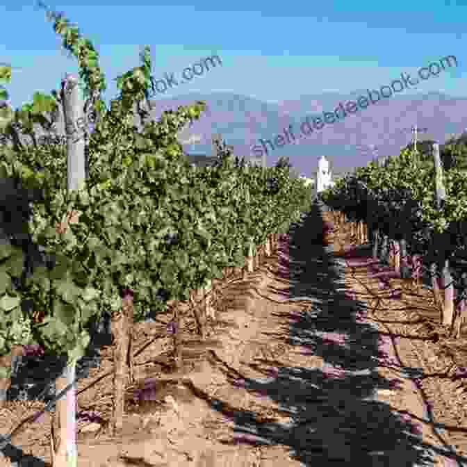 A Winemaker Inspecting Grapevines In The Cafayate Valley, A Renowned Wine Producing Region In Salta. Taste Of Argentina: A Food Travel Guide