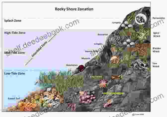 An Illustration Of A Rocky Intertidal Zone, Teeming With A Variety Of Marine Organisms, Showcasing The Unique Adaptations And Behaviors Necessary To Survive In This Dynamic Environment. Glimpses Of Ocean Life (Illustrastions): Rock Pools And The Lessons They Teach