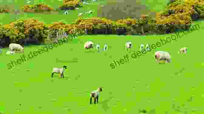 Sheep Grazing Peacefully In A Meadow, With Rolling Hills In The Background. All In A Sheep S World