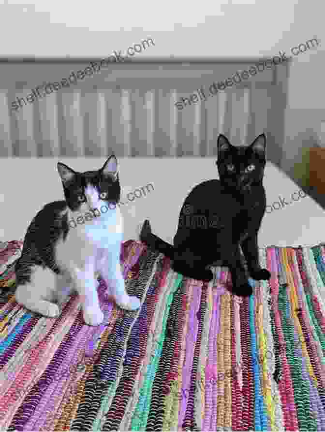 Two Cats, One Orange And One Black, Exploring A Vibrant And Whimsical World Double Trouble (Feline Frolics 6)