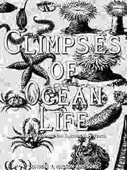 Glimpses Of Ocean Life (Illustrastions): Rock Pools And The Lessons They Teach